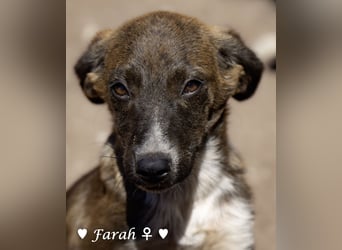 Farah,  Felina und Fabio   suchen ein Zuhause