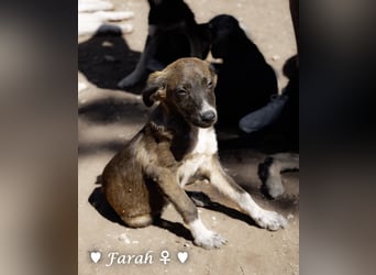 Farah,  Felina und Fabio   suchen ein Zuhause