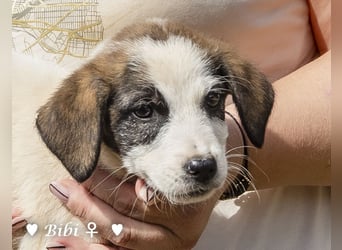 Barney, Bella, Bibi und Bina suchen ab Mitte November ein Zuhause
