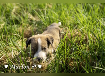 Der kleine Marlon sucht ein Zuhause (zur Pflege in SH)
