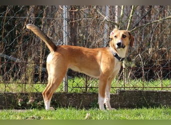 Verschmuste Familienhündin Nellie sucht ihr Zuhause - In der Südpfalz zu besuchen