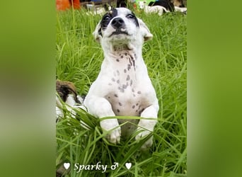 Sparky  sucht ein Zuhause