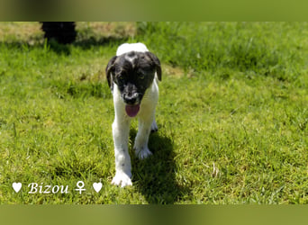 Bacardi, Biala, Babette und Bizou suchen ab August ihr Zuhause