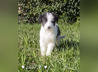 Luise, Luigi, Lucio und Peppito suchen ein Zuhause