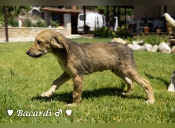 Bacardi, Biala, Babette und Bizou suchen ab August ihr Zuhause