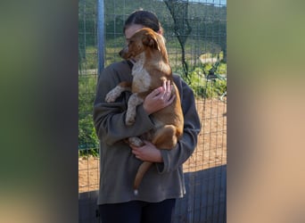 Elias, Evi, Elli und Eros suchen ab Ende März ein Zuhause