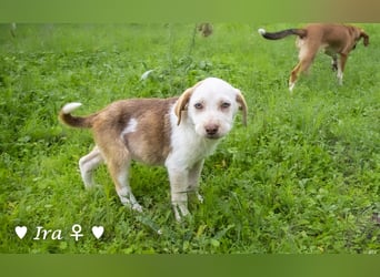 Ira, Iris und Izzy suchen ab Januar ein Zuhause