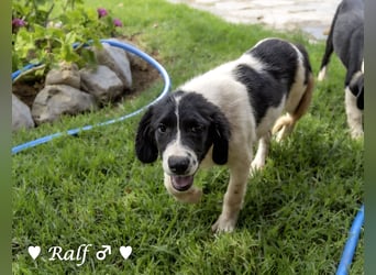 Ramon, Ralf, Randy, Ray und Raischa suchen ein Zuhause