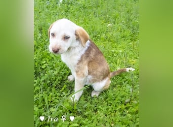 Ira, Iris und Izzy suchen ab Januar ein Zuhause