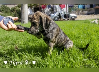 Peppito  und Tigra suchen ein Zuhause