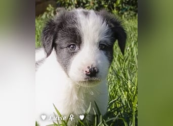 Luise, Luigi, Lucio und Peppito suchen ein Zuhause