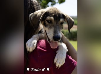 Update: Mischlingswelpen Bado, Bizou, Bilka  und Biala suchen ein Zuhause