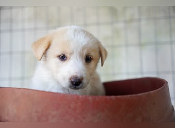 Unsere süßen Schneeflocken suchen ein Zuhause