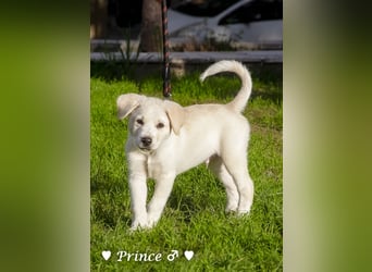 Peppito  und Prince  suchen ein Zuhause Peppito  und Prince  suchen ein Zuhause