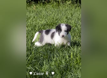 Luise, Luigi, Lucio und Peppito suchen ein Zuhause