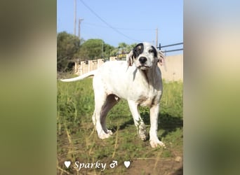 Sparky  sucht ein Zuhause