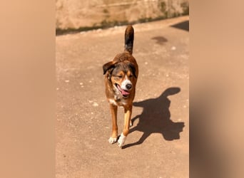 Traurige Bella  kann in der Südpfalz  besucht werden