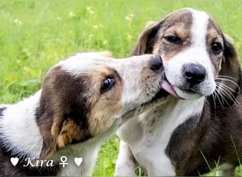 Katie, Kira und Kris suchen ein Zuhause
