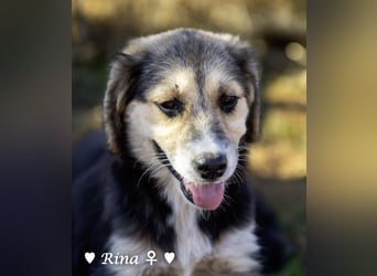 Welpe Randie und ihre Geschwister suchen ein Zuhause