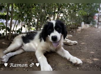 Ramon, Ralf, Randy, Ray und Raischa suchen ein Zuhause