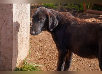 Doros, Dinos, Deri und Dex  suchen ein Zuhause