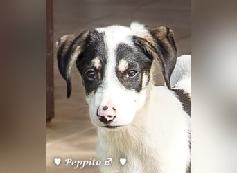 Update: Peppito  und Prince  suchen ein Zuhause