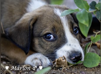 Der kleine Marlon sucht ein Zuhause (zur Pflege in SH)
