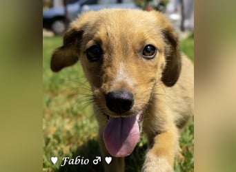 Farah,  Felina und Felipe   suchen ein Zuhause