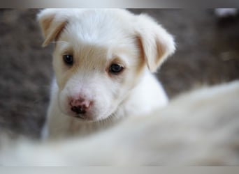 Unsere süßen Schneeflocken suchen ein Zuhause