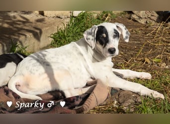 Sparky  sucht ein Zuhause