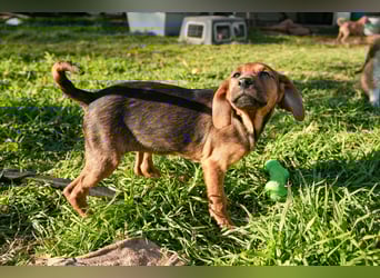 Gaia und Gino suchen ein Zuhause