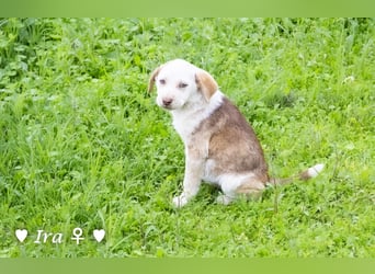 Ira, Iris und Izzy suchen ab Januar ein Zuhause