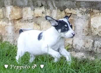 Update: Peppito  und Prince  suchen ein Zuhause