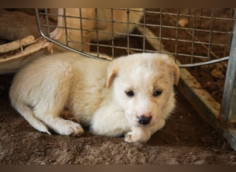 Unsere süßen Schneeflocken suchen ein Zuhause