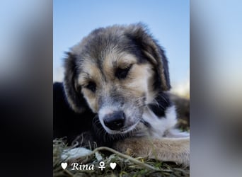 Welpe Randie und ihre Geschwister suchen ein Zuhause