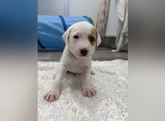 Im Westerwald zu besuchen: Zehn kleine Leben suchen ihr Für-immer-Zuhause