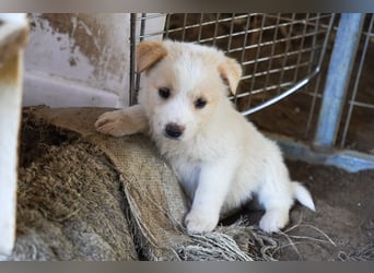 Unsere süßen Schneeflocken suchen ein Zuhause
