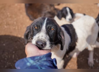 Darios, Dakis und Damon suchen ein Zuhause