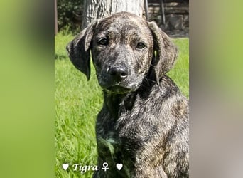 Peppito  und Tigra suchen ein Zuhause