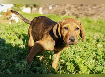 Gaia und Gino suchen ein Zuhause
