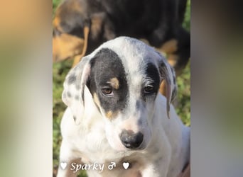 Sparky  sucht ein Zuhause