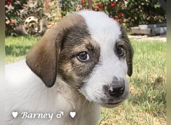 Barney, Bella, Bibi und Bina suchen ab Mitte November ein Zuhause