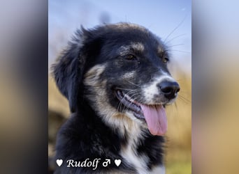 Welpe Randie und ihre Geschwister suchen ein Zuhause