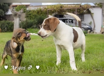 Arthur  und Argos  suchen ab Mitte November ein Zuhause