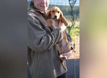 Elias und Elton  suchen ab Ende März ein Zuhause