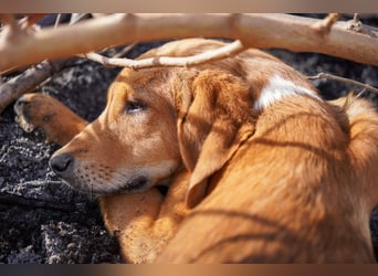 Elias und Elton  suchen  ein Zuhause