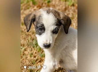 Barney, Bella, Bibi und Bina suchen ab Mitte November ein Zuhause