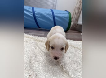 Im Westerwald zu besuchen: Zehn kleine Leben suchen ihr Für-immer-Zuhause