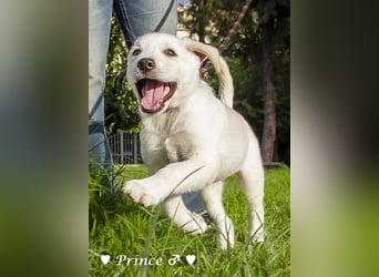 Peppito  und Prince  suchen ein Zuhause Peppito  und Prince  suchen ein Zuhause