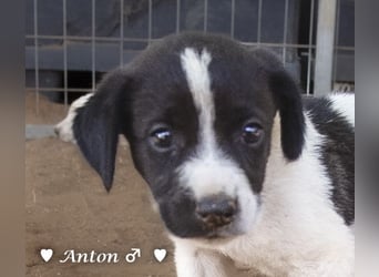 Ada,  Annie, Anton, Albert und Argos  suchen ab Mitte November ein Zuhause
